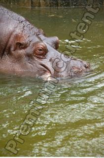 Hippo 0059